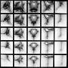 5X5 Genetic Space